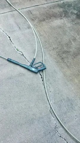 keep finding these baby ring necks everywhere. #fyp #snake