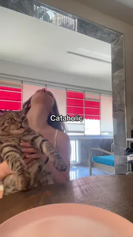 😾🥴#catalholic #alcoholic #cat 