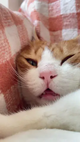#рекомендации #cats #кошка #животные 
