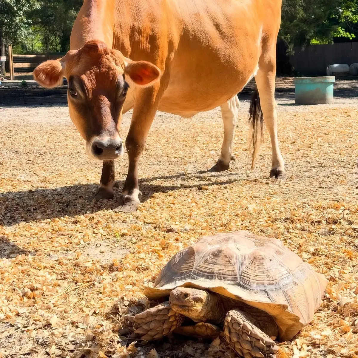 When Sam escaped her area, Maisie was out of her mind with excitement!  It was like all her dreams had come true and finally she could interact with the celebrity she had stared at from afar for so long now!!  Sam, on the other hand, was far less impressed…