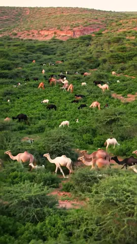 #dhulsoomaliyed🏞🏞🏞🏞✅️🏞✅️✅️🏞 #joharsomalia💚🤍💙🇸🇴🇸🇴🇸🇴🇸🇴🇸🇴 #dhulsoomaliyed🇸🇴🇸🇴🏞🇸🇴🏞🇸🇴 #soomalitiktok🇸🇴🇸🇴🇸🇴🇸🇴🇸🇴🇸🇴😍💯 