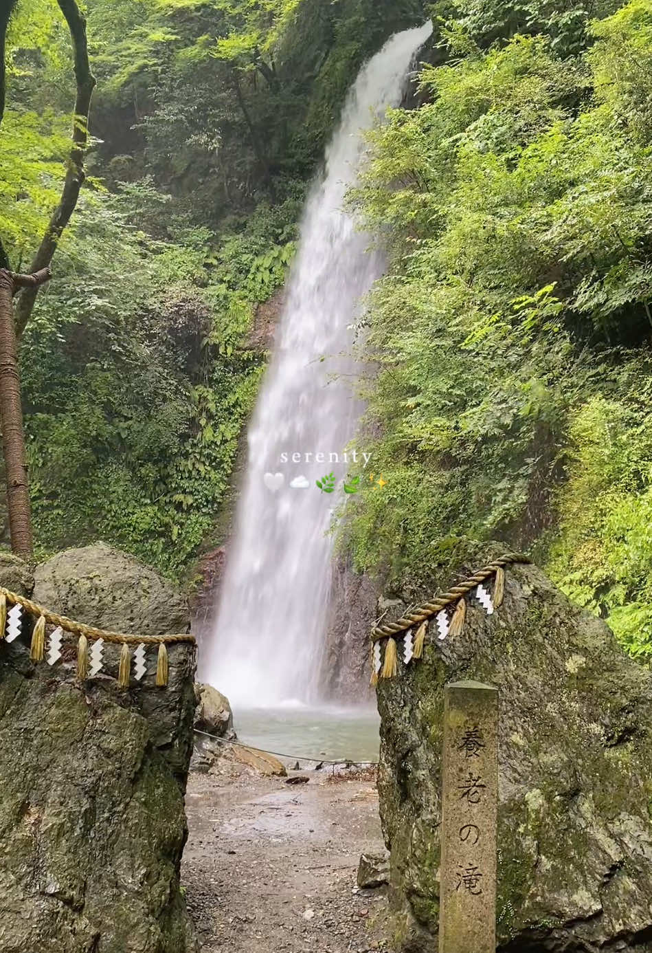 Yoro Waterfall is counted among the finest waterfalls in Japan 🇯🇵, and the walking path that stretches around it greets visitors with breathtaking scenery regardless of season.  💦🌱⛅️ #waterfall #yoro #gifu #japannature #hiddenjapan #japantravel #naturevibes #japanviews #scenicjapan #japanadventure #explorejapan #japantrip #natureinjapan #japanbucketlist #japanlover #traveljapan  #japandestination #japanscenery #japanphotography #wanderjapan #natureescape #fyp #fypシ゚ #fypviral #viraltiktok 
