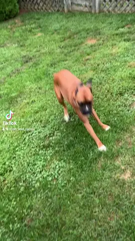 #onthisday #trishandramsi #boxerdogsoftiktok #happiness 