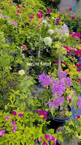 #Herlinaflorist 