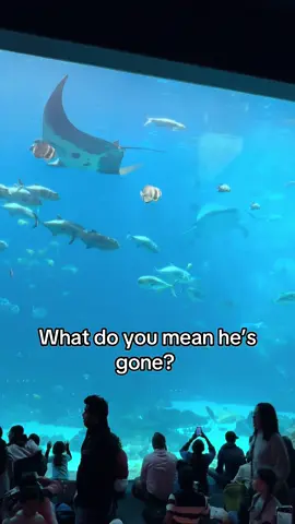 Statement from the @Georgia Aquarium - “It is with sadness we share that male whale shark, Taroko, has passed away. Our team noticed changes in his appetite and behavior through wellness monitoring, and his overall condition was deteriorating despite all veterinary and care interventions. Last night, we made the humane decision to euthanize. Taroko showed more than 43 million people the majesty of his species over the nearly two decades he lived here. He also contributed a wealth of data and information about whale shark biology, health, and behavior. Taroko came to Atlanta in 2007 from Taiwan where he was rescued from a seafood market. A necropsy will be performed to try to understand more about his health condition.  Our other male whale shark, Yushan, is doing well and our focus remains on his wellbeing. Caring for whale sharks is an immense honor and undertaking - we were privileged to know Taroko for so long and share him with all of you. Taroko was named for the Taiwanese national park that is beautiful and larger than life, and he will always be that to us.” #taroko #whaleshark #atlanta #atl #yushan 