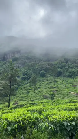 විශ්වාස කරනවද මේවගෙ කිසිම එඩිට් එකක් නෑ 🥺❤️ #foryou #foryoupage #goviral #viralvideo #fyp #fyppppppppppppppppppppppp #trending #nature #ceylon_tik_tok #greennature #visitsrilanka #adventure #travel #travelcouple #travelgirl #offroaddiaries 
