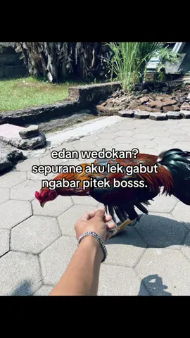 info gandengan?#ayambangkoksuper #ayambangkokjawatimur #hobiayambangakok🐓 #apitasor 