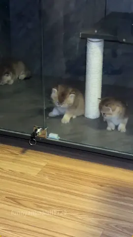 Cat: