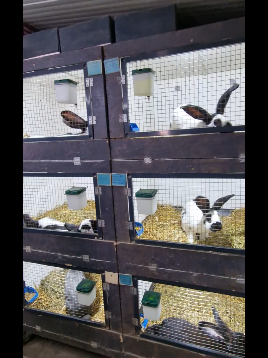 #rabbits #bunnies #bunny #1 #challenge 