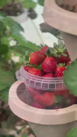 تجربة جميلة جدا🥹🍓  #اكسبلور #fypシ #explore #حايلندا #حايل 