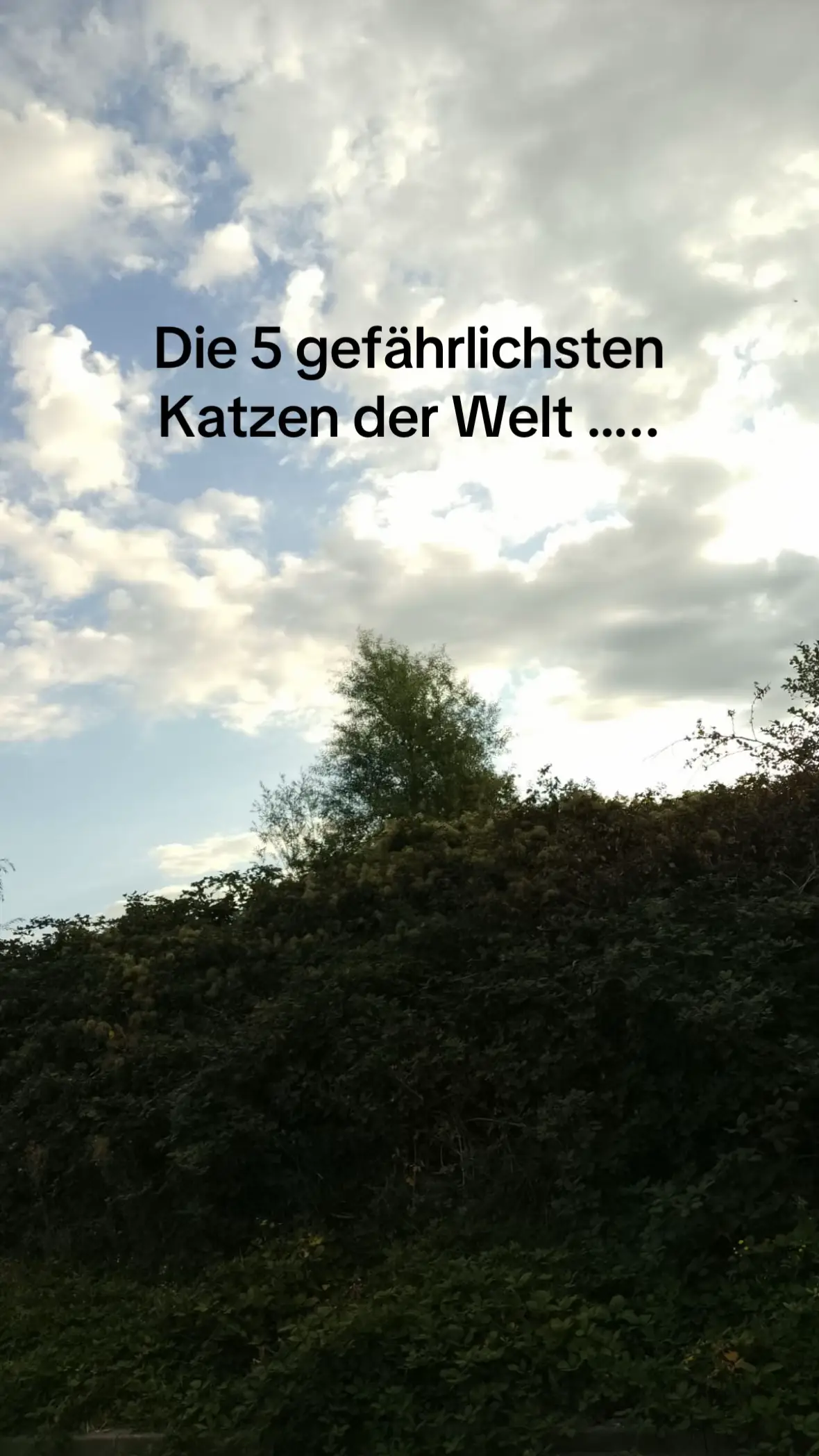 #viralvideo #gefährlich #katzenarten #foryoupage❤️❤️ #blackcat 