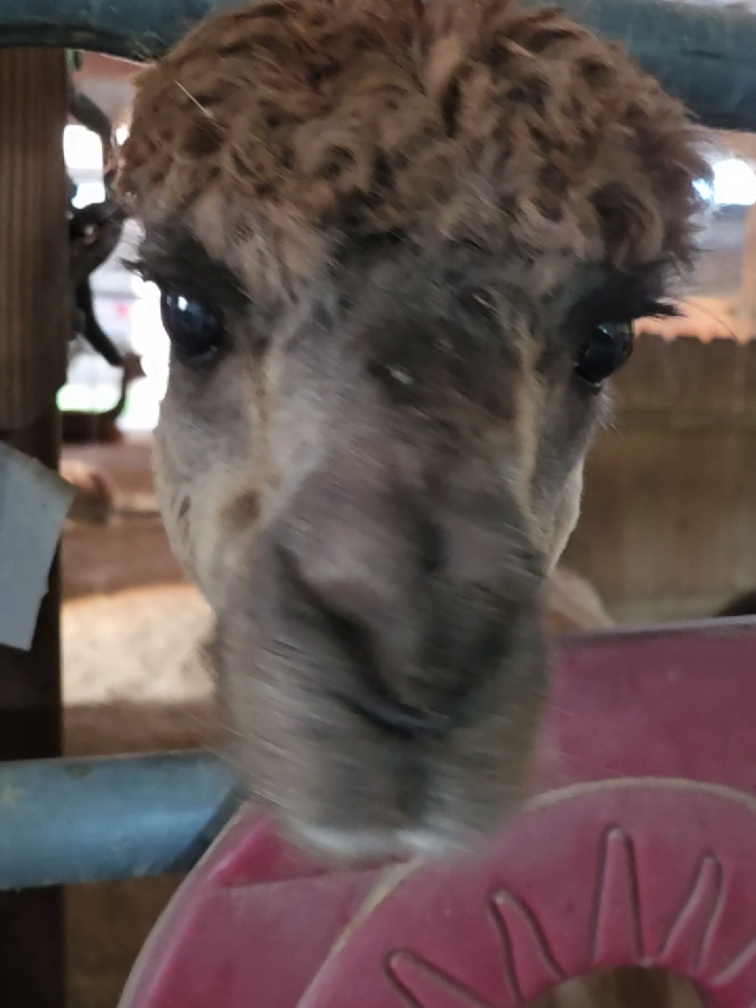 Another beautiful day  Good morning! #farmsanctuary #farmanimalrescue #peaceful #morning 