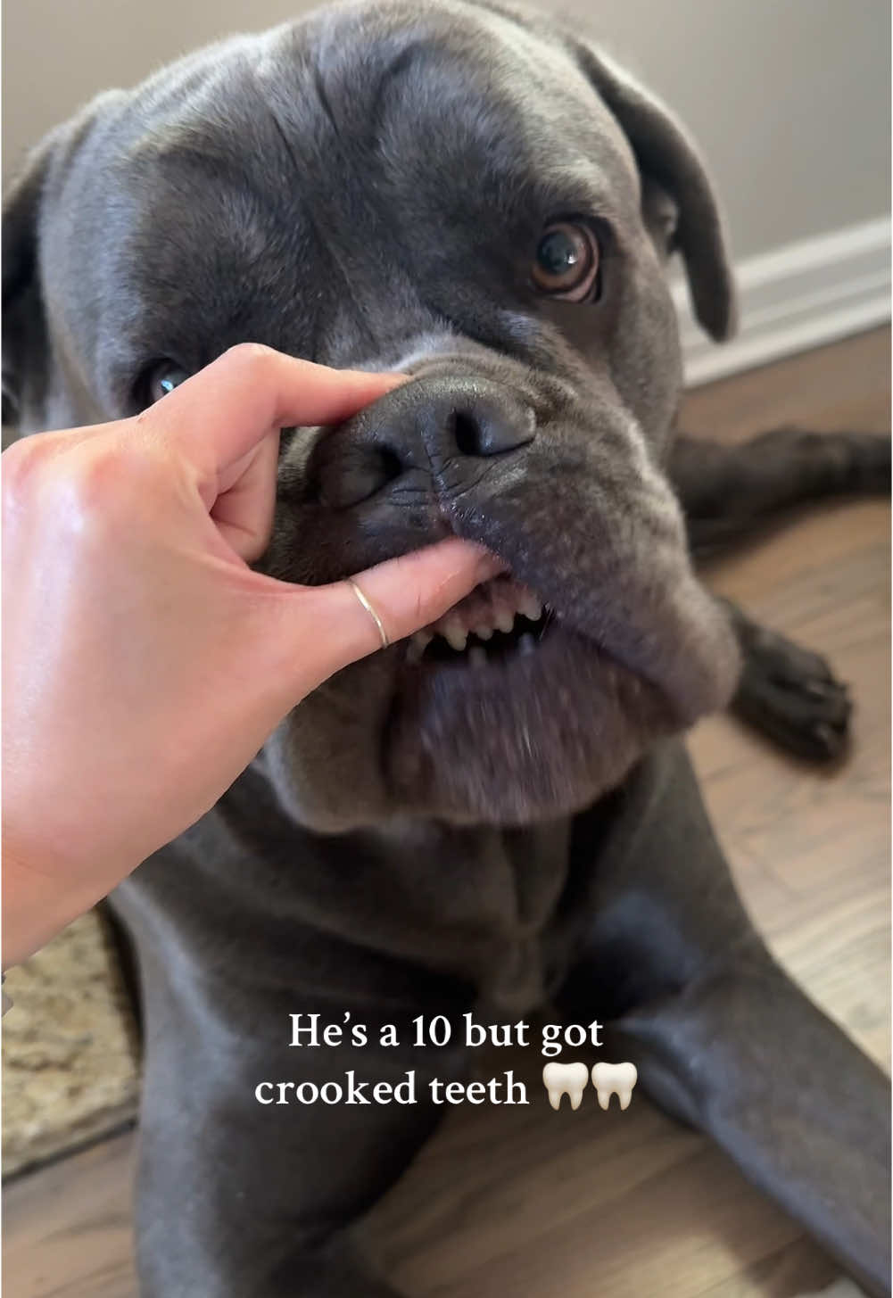 We love funny teeth over here 🤓💕 #canecorso #scarydog #dogsoftiktoks @Jax and Frankie 