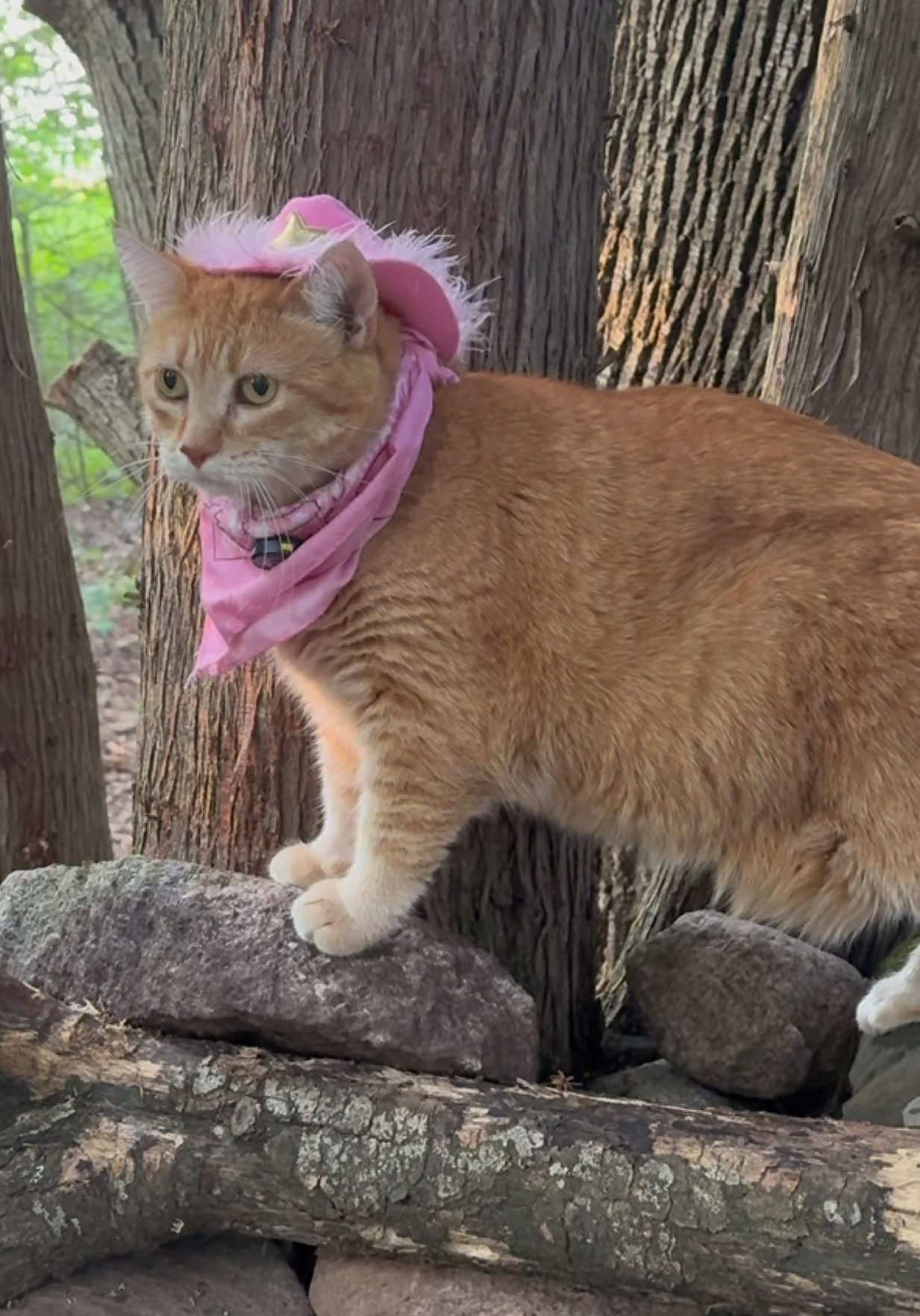 Meowdy purrtners. Pumpkin inspection 🧐  If you’re a fan of Pumpkin and Jack Spicer’s kitty cat cowboy content please consider subscribing to their linked in bio 😊 everything helps ❤️  #cat #cats #catsoftiktok #kittycat #cattok       