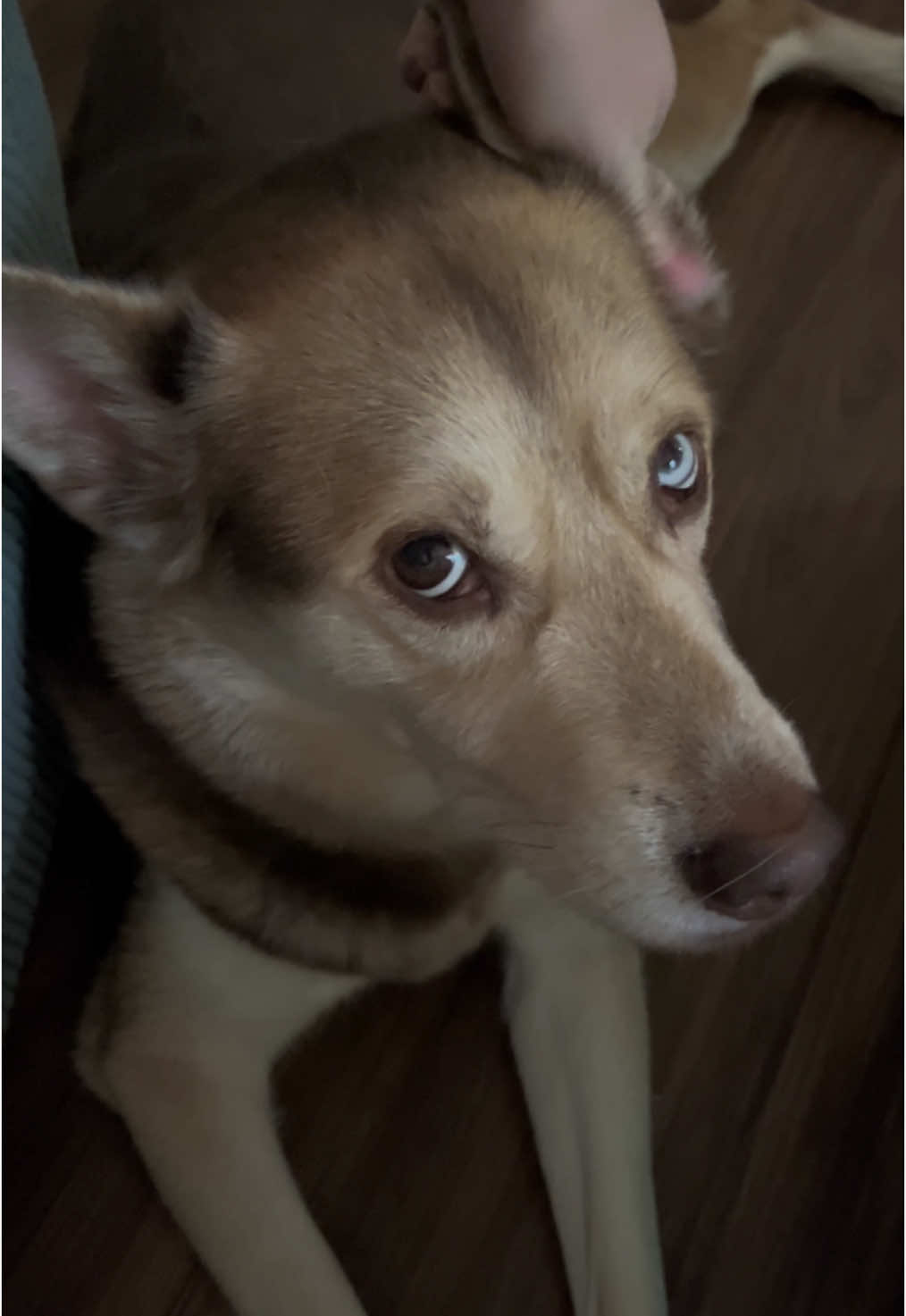 The faces he makes when you give him pets 😭🩷 #huskysoftiktok #huskylove #dogsoftiktok #dogmom 