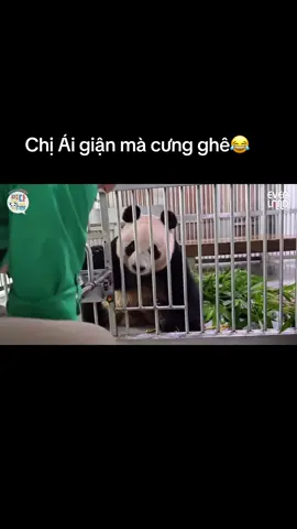 22/8/2025 Đúng mãi là em bé của bố mà,giận mà mặt đáng iu ghê #Ruibao #Huibao #루이바오 #후이바오 #大熊貓睿宝 #大熊貓辉宝 #Panda #Babypanda #gấutrúc #大熊貓 #パンダ #หมี 