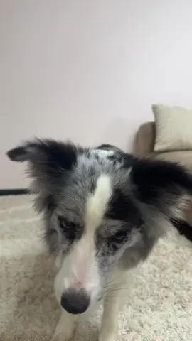 #bordercollie #бордерколли 