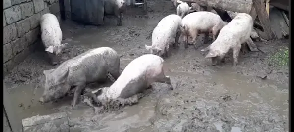 свиньи