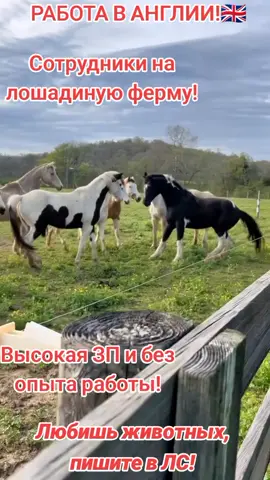 По подробностям пишите в ЛС! #horses #работа #рекомендации #хочуврек #хочуврекомендации 