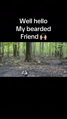 Hello my bearded friend #beard #fypシ #turkey #fyp #hunting 