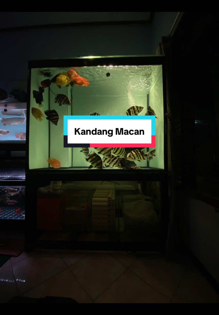 Kandang baru🐯 absen penghuni kandang kalian gesss👇🏻 #fyp #indonesia🇮🇩 #tigerfish #predatorfish 