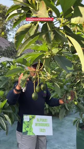 Alpukat TA 21, cocok utk tabulampot dan dikebunkan #kediri #tabulampot #alpukat #alpukatintroduksi #alpokat 
