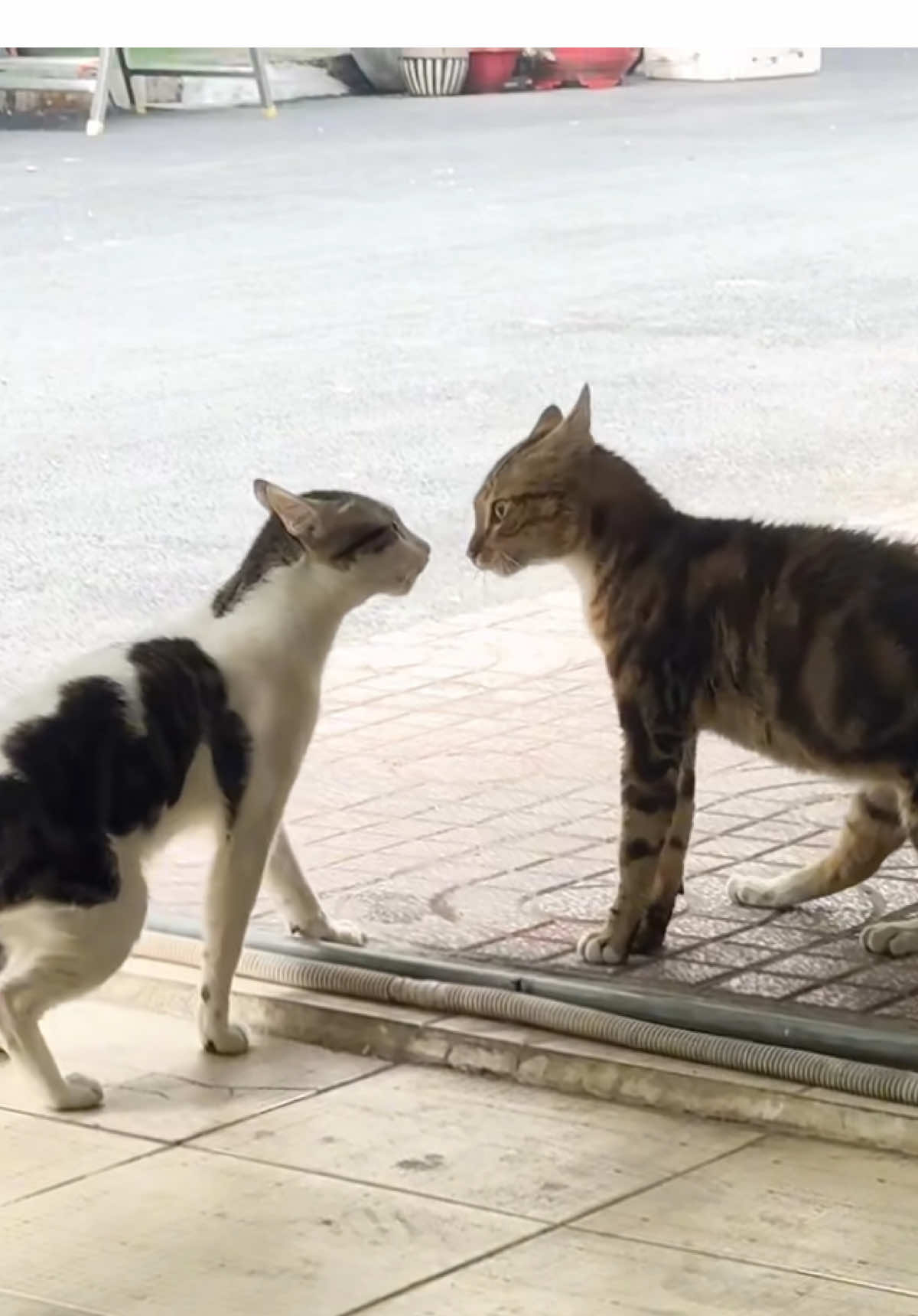 🫣🫣#catlovers #catslovers #fyppppppppppppppppppppppp #🐈 #🐈 