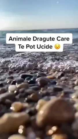 #curiozitateazilei #curiozitateazilei #curiozitateazilei #curiozitateazilei #curiozitateazilei 