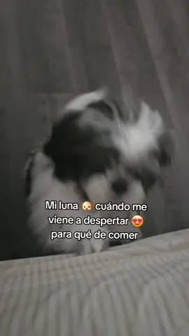 Mi luna 🐶 mi hermosa cachorrita  #paratiiiiiiiiiiiiiiiiiiiiiiiiiiiiiii #aidanaranjo #dog 