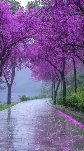 #癒し動画 #Healingscenery #雨 #nature #治愈系风景 