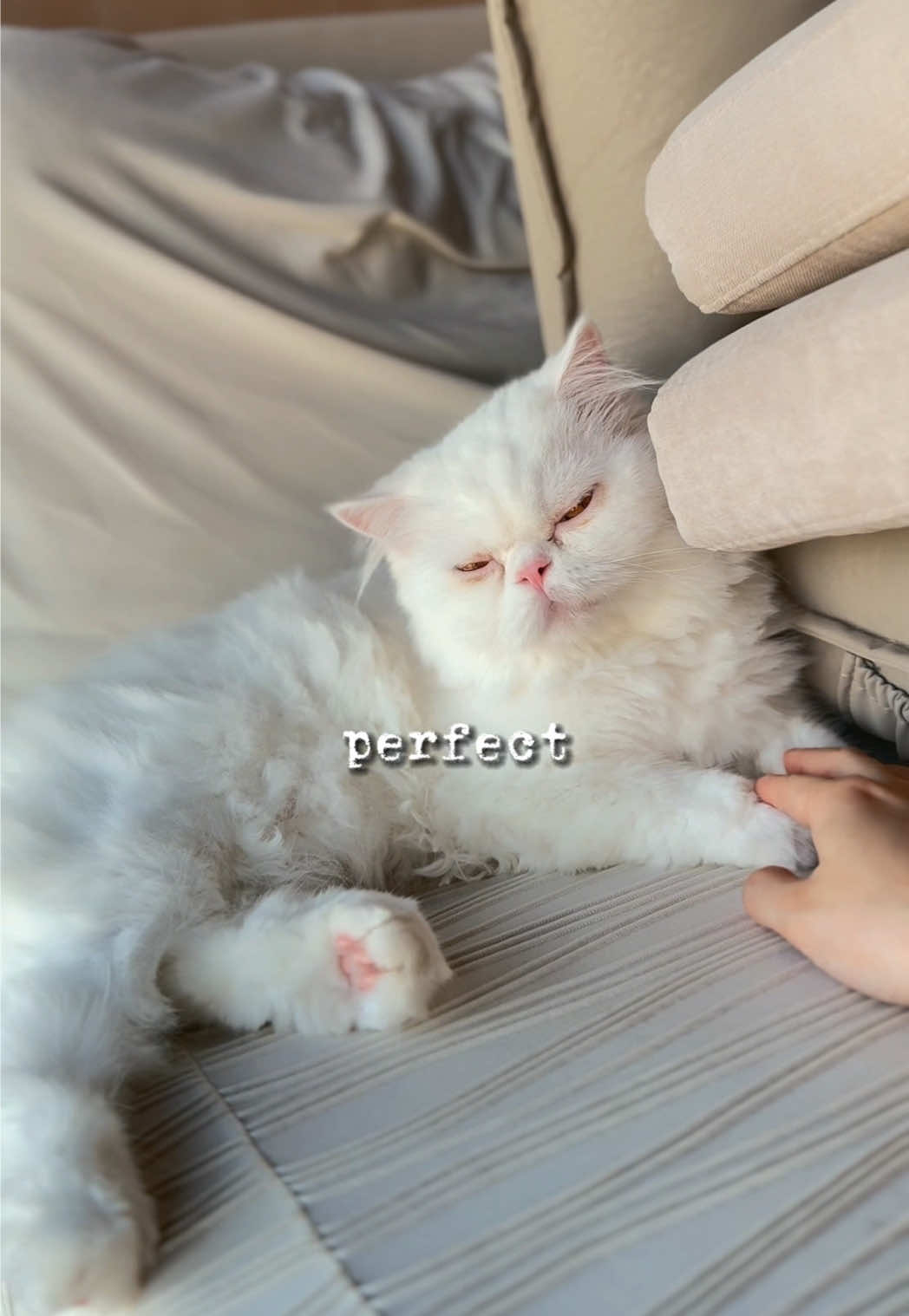 Thank you kikko for coming into our lives 🥰 #cutecat #cat #persiancat 