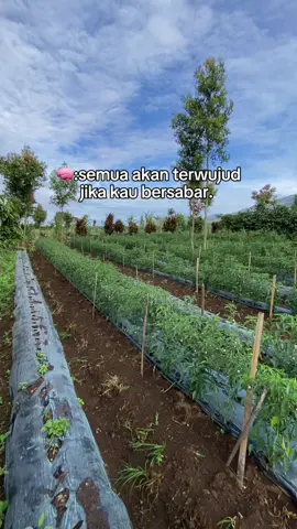 2bulan lebih dikit  #petaniindonesia🇮🇩🇮🇩🇮🇩🌿🌿 #petanicabai #petanimakmur #petanimuda #fyppppppppppppppppppppppp 