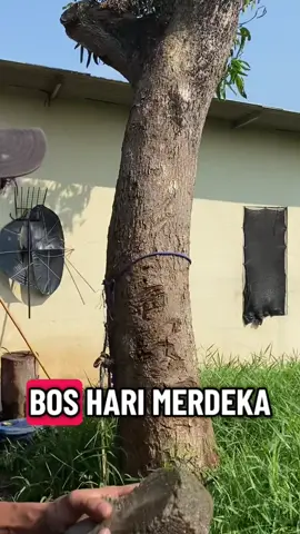 #merdeka #fyppppppppppppppppppppppp 