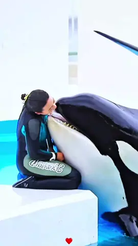 #orcas #orcashow #dolphinshow #seaworldorlando #orcaencounter 