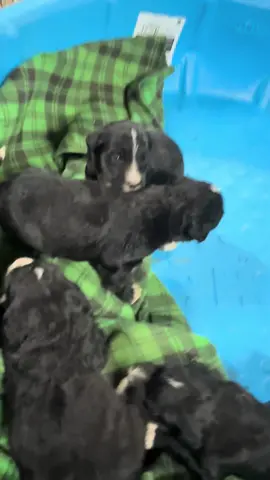These sweet babies have discovered they can bark. Precious! 🐾🐾🐾🐾🐾🐾