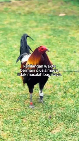 bermain ayam di usia muda