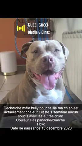 #chien #bully #public #pourtoi  il reste que kelle que jour ont m'a fait des galaire ducoup que kelle que jour 