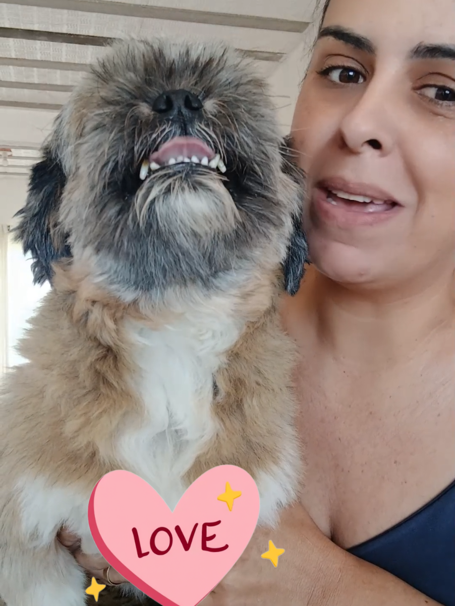 como é meu shih tzu bull no petshop #petshop #maedepet #saymon #vairal #shihtzu 