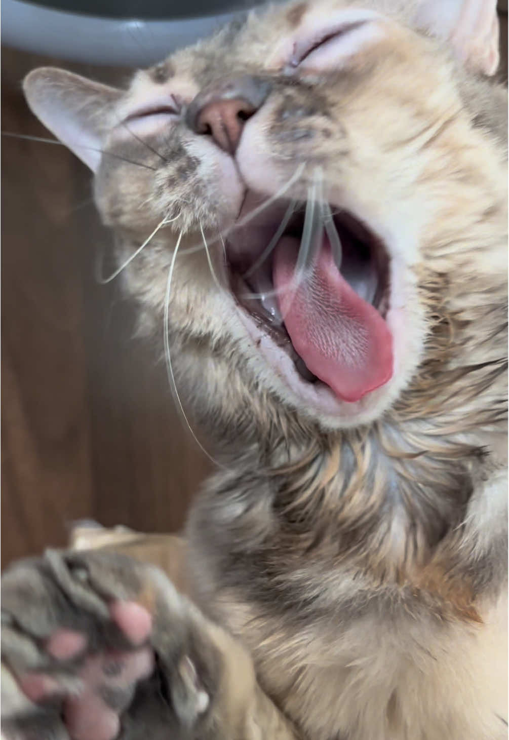 Very cool!  #cat #reacuecat #catsoftiktok #fyp #gumbus 