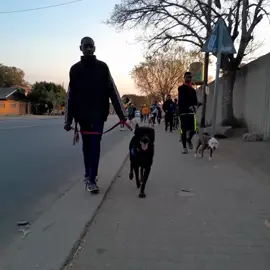 mamelodi's finest#pitbullsoftiktok #dogsoftiktok #dogwalk 