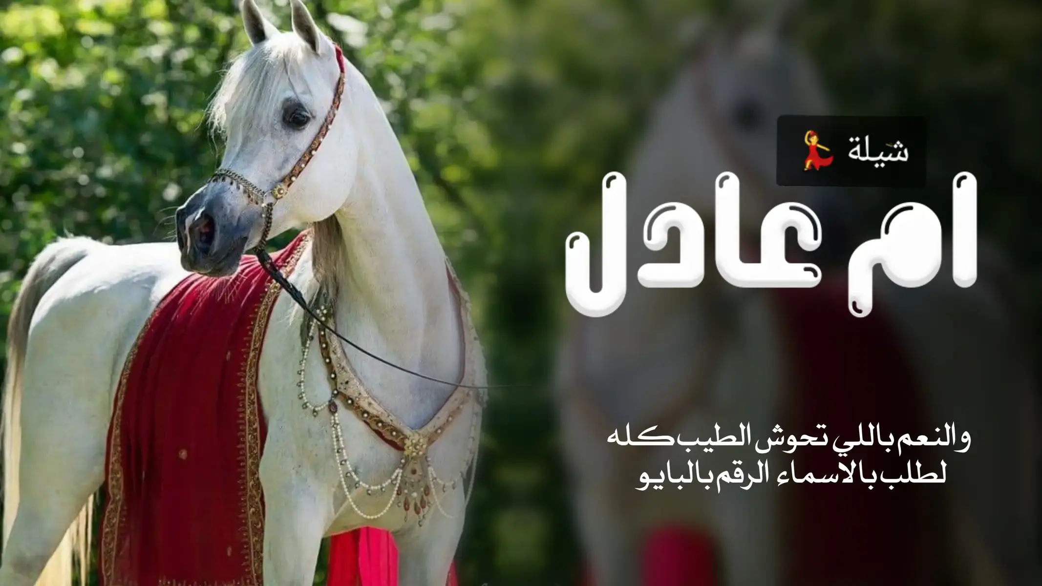 #شيلات #شيلة_مدح #ام_عادل #لايك 