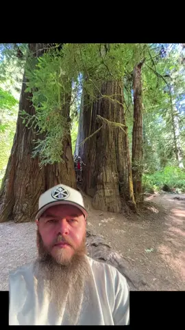 #fyp #california #redwoods #fypage #greenscreen 