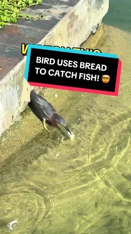 BIRD USES BREAD TO CATCH FISH! 🤯 On holiday, we witnessed this green heron using bread to catch fish!  What an angler! ✅ #greenheron #caribbeantiktok #caribbeanwildlife #wildlifeoftiktok #birdstiktok 