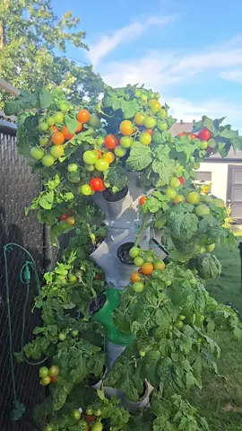 It's starting to get down into the 50s at night. Time to start thinking about what to grow indoors this winter.  Want your own Aeroponic tower? Check the link in my bio to learn more. Grow fresh food year-round.🌱 #hydroponics #gardentower #aeroponictower #gardening #growtok 