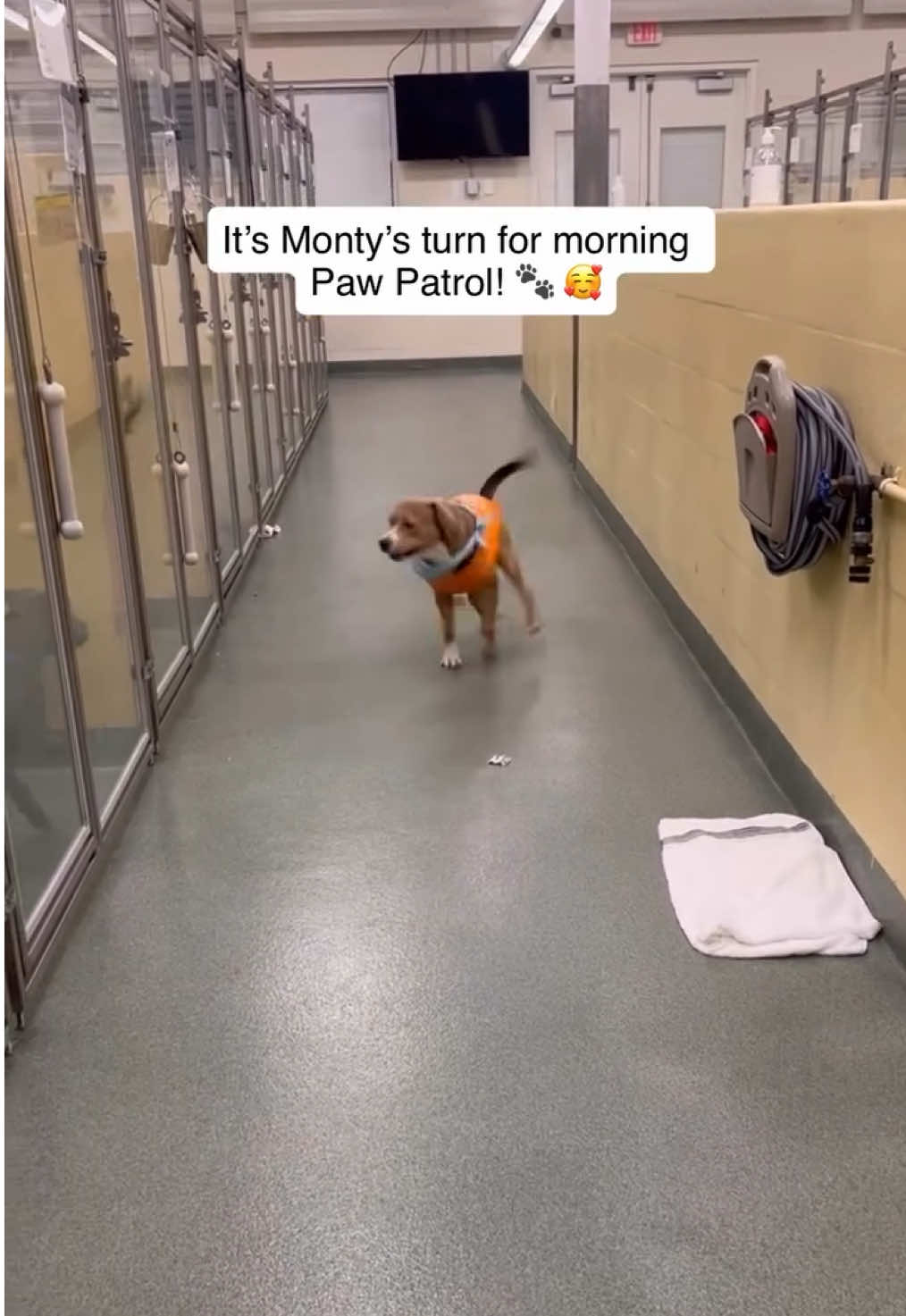 It’s Monty’s turn for Paw Patrol 🐾❤️   This 3-year-old Beagle mix is always ready to lend a helping paw. This morning Monty joined our staff to help “open up” the shelter, wagging his tail as he checked each room to make sure we were ready for the day. He takes his job very seriously and looks adorable doing it 😍   Monty was transferred to us from another shelter and sadly is now being overlooked for a second time. We just cannot understand why. He is calm, cool, and collected when you take him out for the day. He loves meeting new people, is good with other dogs, does fine around cats, rides like a champ in the car, and is happiest just hanging out by your side. He is housetrained, affectionate, playful, and has the best zoomies that will make you laugh.   Monty may be quiet in his kennel which is probably why people are walking past him, but they are missing out on one of the most incredible dogs. Monty is loyal, fun, and loving and truly the best friend anyone could ask for 💙   Let’s help Monty finally find the home he deserves. If you cannot adopt, please share his story so this special boy can enjoy the comforts of a family and feel nothing but love for all his days.   If you cannot adopt, please share Monty’s post 🙏His forever family is out there somewhere ❤️   To meet Monty or any other pet visit www.humanebroward.com and complete the pre-adoption application. The shelter is located at 2070 Griffin Road, Fort Lauderdale, FL, and the adoption kennels open daily at 11 a.m. If you have any questions call 954-989-3977   #dog #shelterdog #adoptme #fyp #florida                    