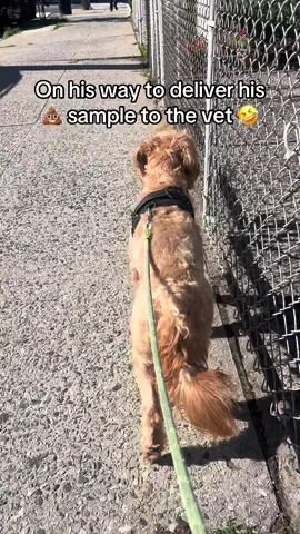 #goldendoodle