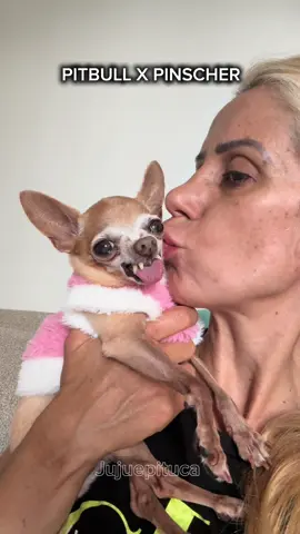 Da me um kkkk #CapCut #pets #meme #pitbull 