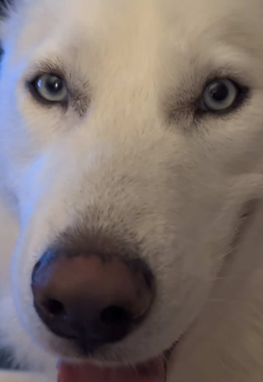 #fyp😘🥰🤩 #dogsarethebest #huskiesoftiktok #huskylife #unconditionallove 