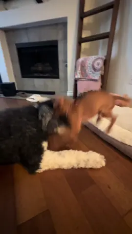This is exactly what goes on in their heads #vizsla #bernedoodle #stella #river 