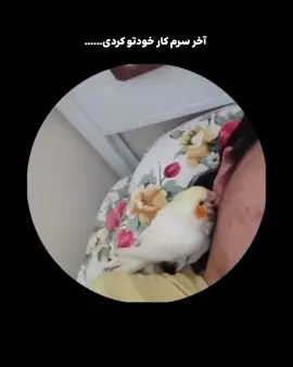 امیدوارم یجا تقاصش رو پس بدی #عروس-هلندی #رزا  #فوریو
